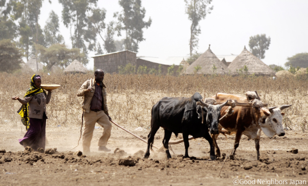 家畜を使った種まきの様子