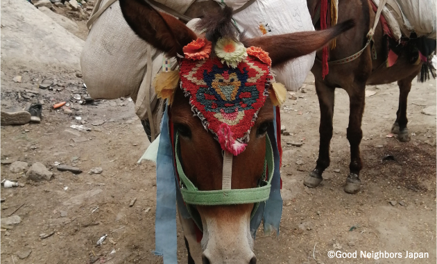 額に飾り付けをしたラバ