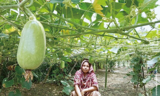 立派に育った野菜