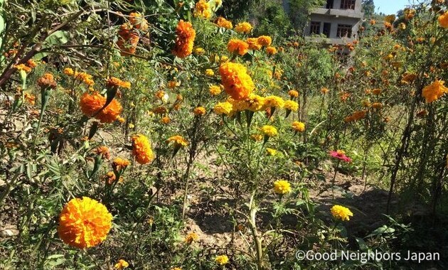 お祭りやお祈りのお花「マリーゴールド」