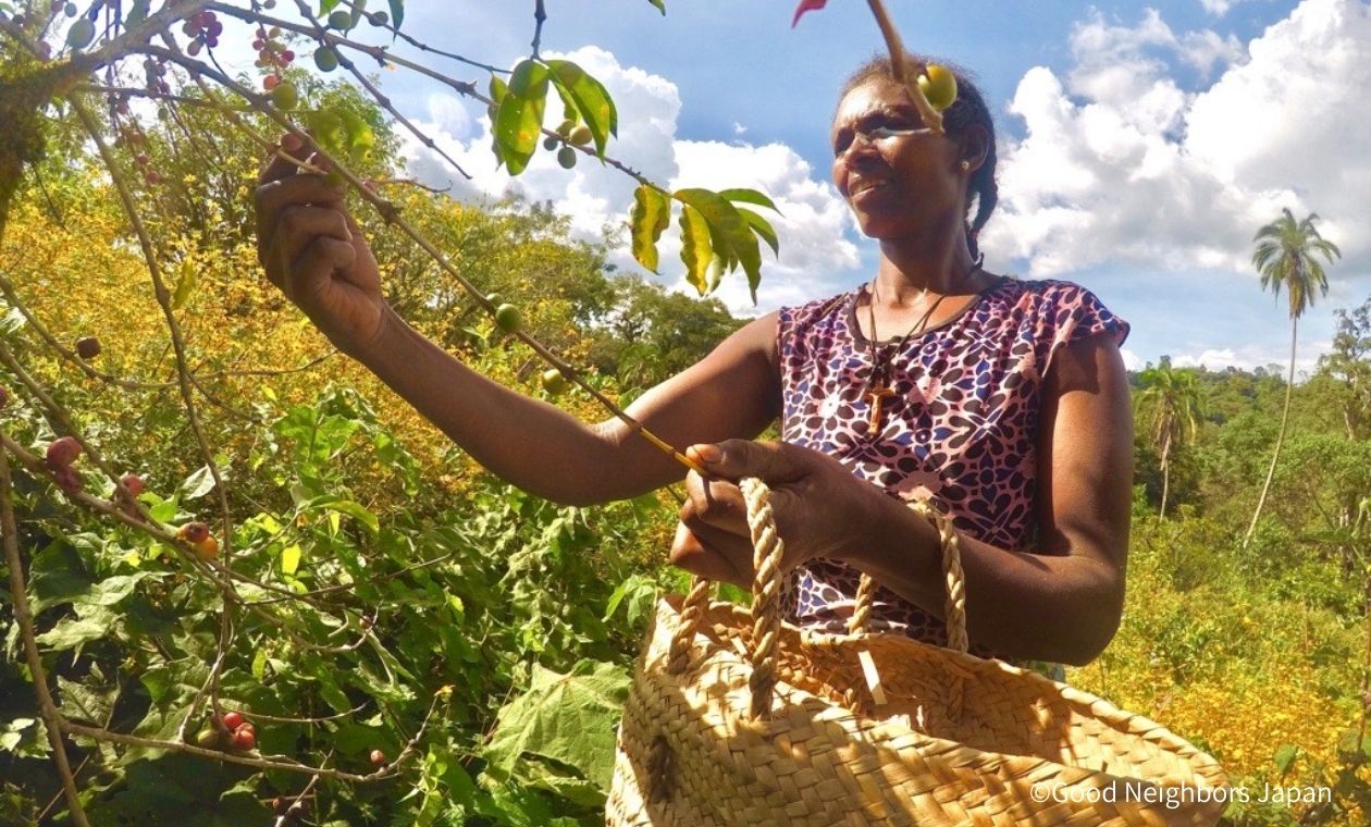 コーヒー豆を収穫する女性