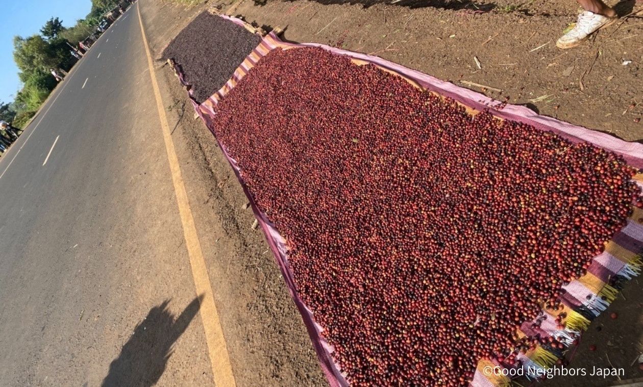 コーヒー豆を乾燥している様子