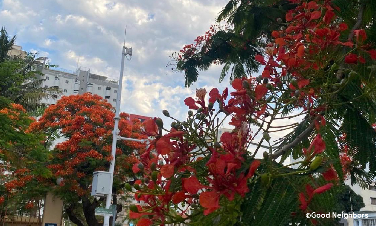 アカシアの木々