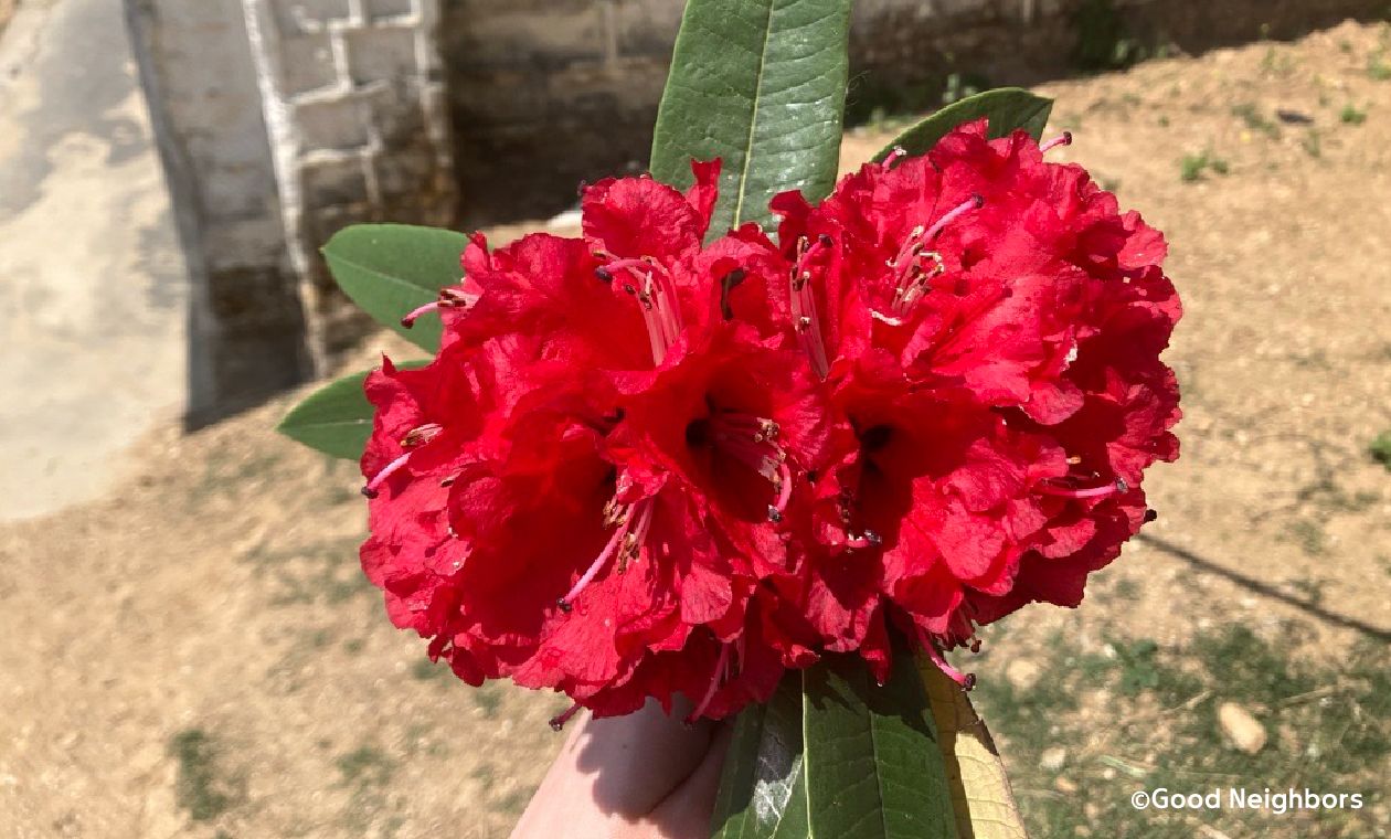 シャクナゲの花