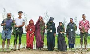 マングローブの苗を植林